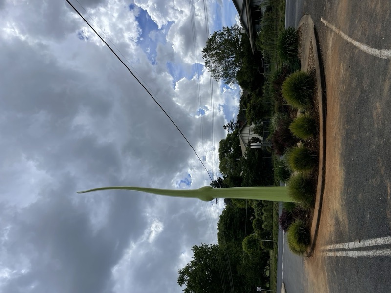 Tall green organic sculpture on roundabout
